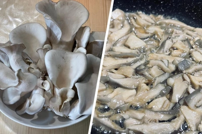 «Грибы люблю, а в лес ходить — нет»: секрет домашних вешенок