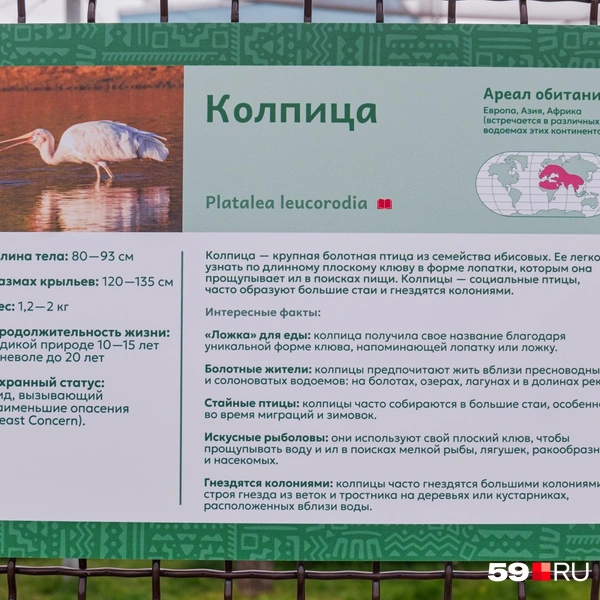 Клюв колпицы напоминает ложку | Источник: Тимофей Калмаков / 59.RU