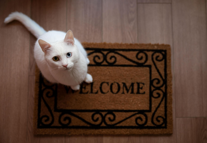 Почему первой в новый дом всегда должна входить кошка — неочевидные причины, которые удивляют