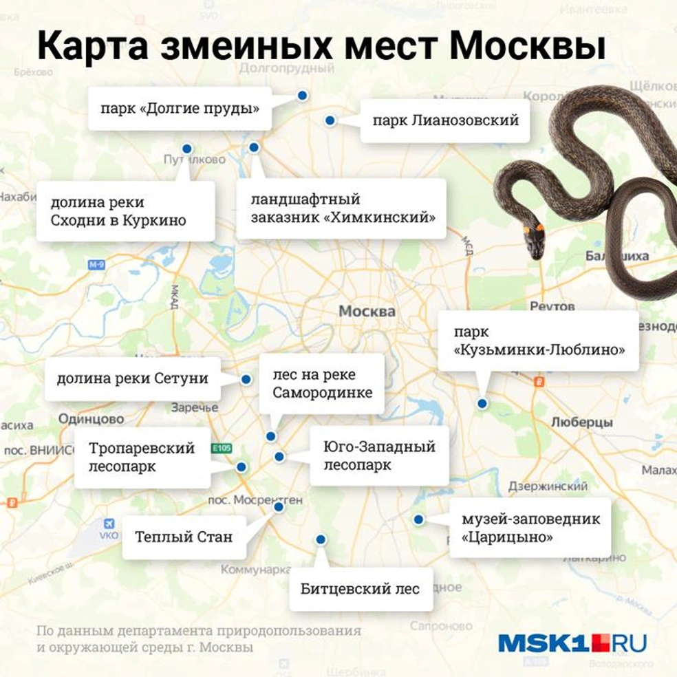 Змеи в подмосковье 2024. Гадюки в Подмосковье карта. Змеиные места в Подмосковье. Гадюки в Подмосковье. Змеиные места в Подмосковье на карте.