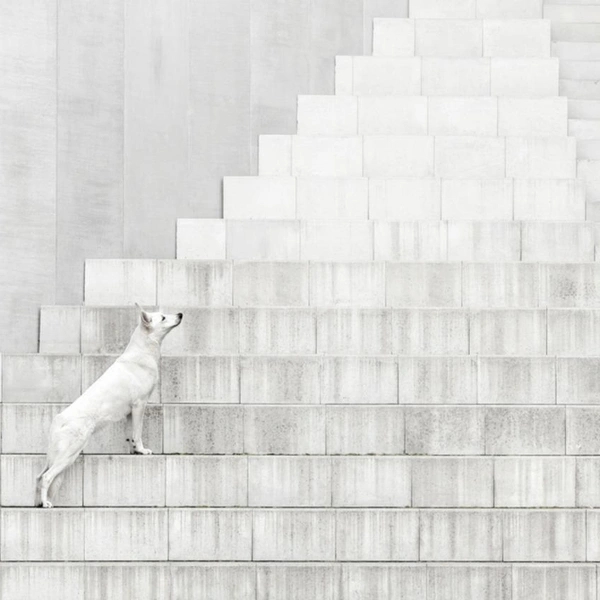 Победитель в номинации «Портрет на свежем воздухе» | Источник: Denisa Zbranková Albaniová / Dog Photography Awards 2025