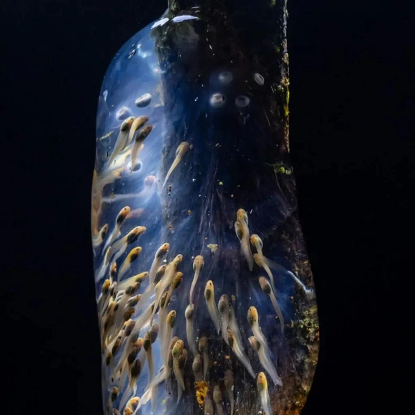 Победитель в номинации «Экология и науки об окружающей среде». Головастики мадагаскарской лягушки Guibemantis liber | Источник: Filippo Carugati / The Royal Society Publishing Photography Competition 2025