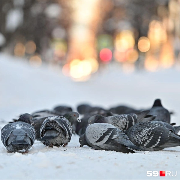 Голуби находят подкормку в городе даже утром первого января | Источник: Василина Любимова / 59.RU