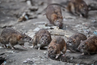 Крысы в Волгограде перестали бояться людей — видео