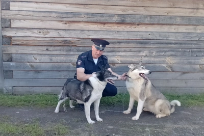 Томский полицейский спас двух собак из погреба