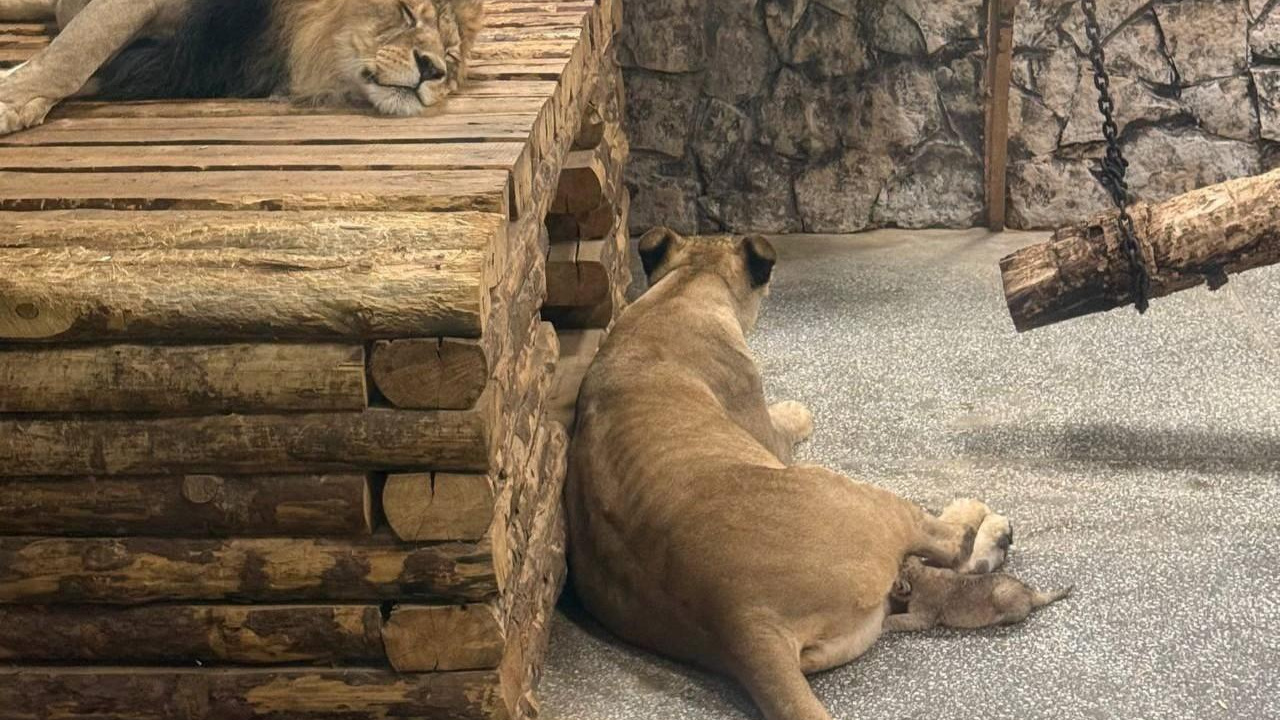 В Екатеринбургском зоопарке скончался львенок, который появился на свет месяц назад