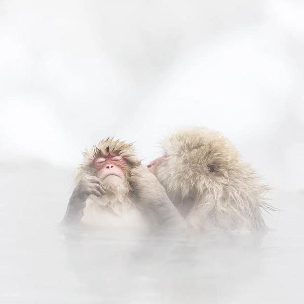 «Да, да, вот тут еще помассируй!» | Источник: Kosuke Kitajima / Fine Art Photography Awards 2019