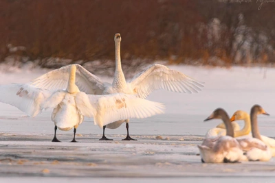 Moorhens and Whooper Swans Overwinter in St. Petersburg and Vuoksa