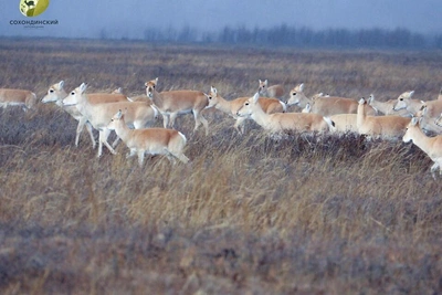 Исследования показали: дзерены не являются переносчиками ящура