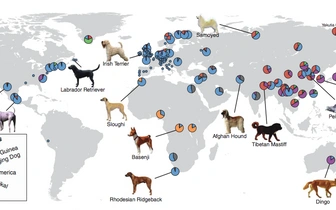 Ученые рассказали, когда появились первые породы собак