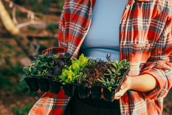 Копеечное средство из аптечки защитит рассаду от болезней и обеспечит шикарный урожай | Источник: Bondas Olga/Getty Images