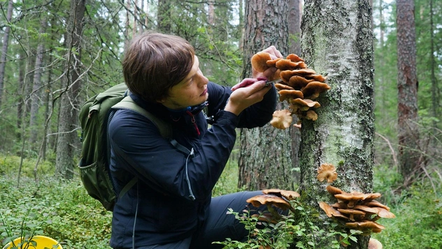 7 лайфхаков, чтобы не отравиться грибами
