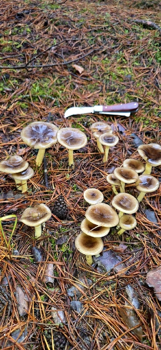 Источник: Илья Поволоцкий / «Грибы в Подмосковье 2025» / vk.com