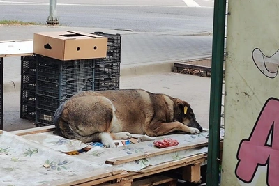 Chernozemye Officials Tell Activists: Take Stray Dogs Home