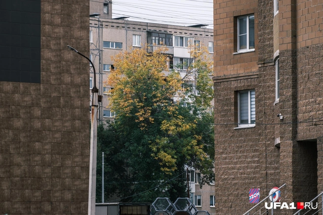 Верхние листочки уже пожелтели, а нижние еще думают, что пока лето | Источник: Булат Салихов / UFA1.RU