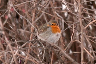 Необычная зарянка предпочла зимовку в Петербурге