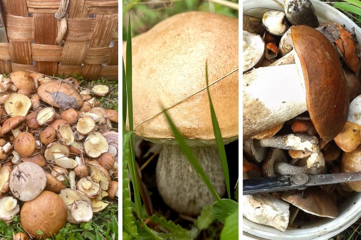 В Архангельской области уже собирают грибы: где их находят