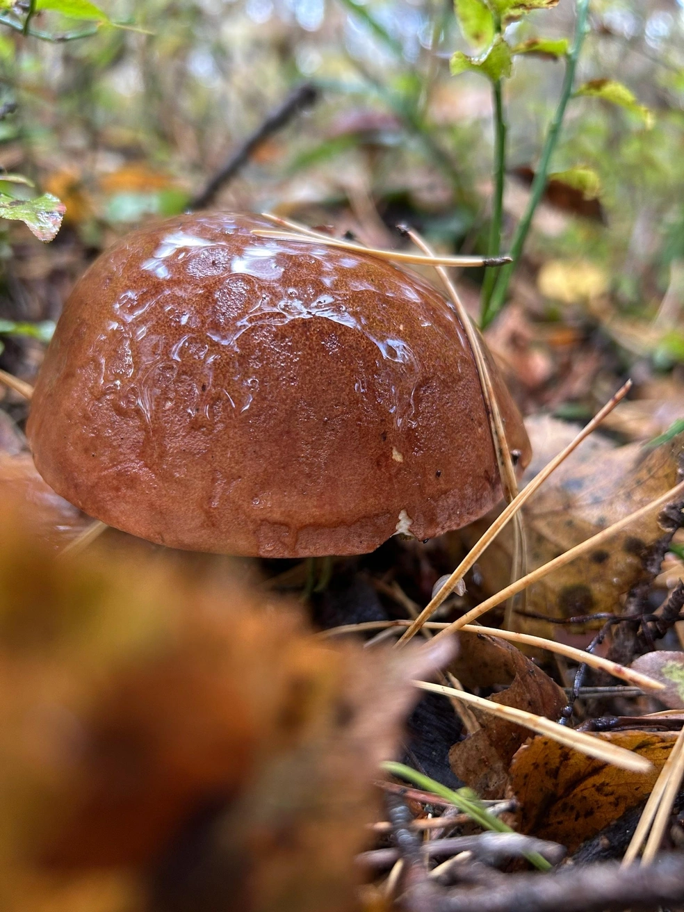 Итог тихой охоты в Орехово-Зуево | Источник: Грибы и Грибники Подмосковья / Vk.com