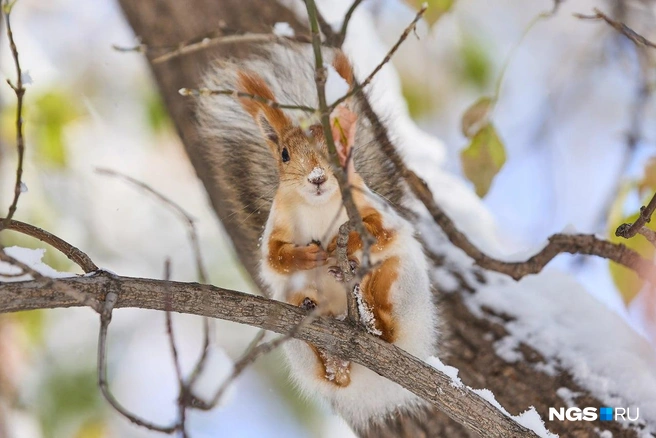 Животики у белок все еще рыжие, а спинки уже серые | Источник: Александр Ощепков / NGS.RU
