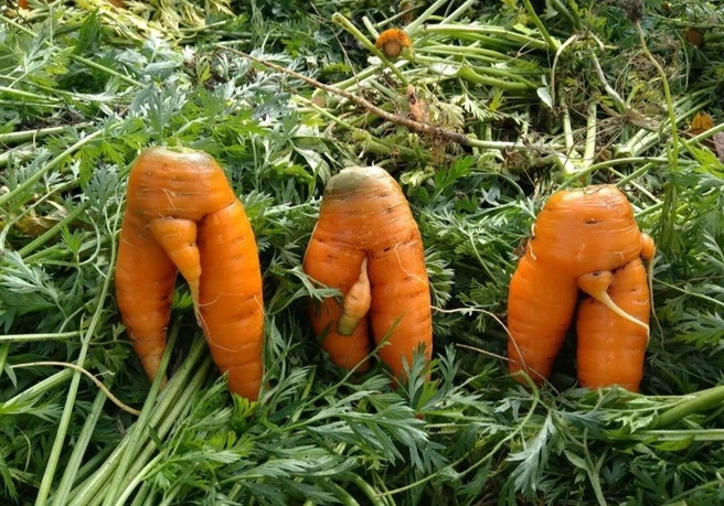 Причудливые морковки. А вы, кстати, занимаетесь огородом или всегда покупаете овощи и фрукты? | Источник: читатель 72.RU