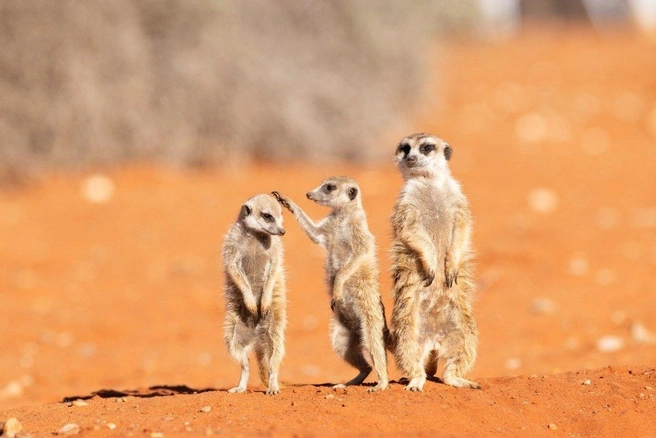Сурикаты подошли к съемкам основательно | Источник: Subi Sridharan / Nikon Comedy Wildlife Photography Awards 2026