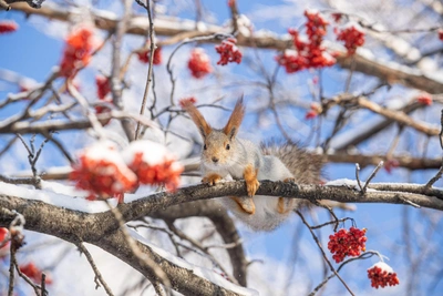 Морозы и ветер вернутся в Кузбасс в выходные