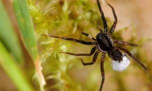 Скрывался 40 лет. Паука-волка считали вымершим, но неожиданно нашли на острове в Великобритании