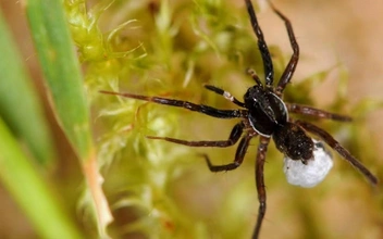 Скрывался 40 лет. Паука-волка считали вымершим, но неожиданно нашли на острове в Великобритании