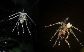 Тропические пауки создают себе гигантских двойников. Зачем им это нужно?