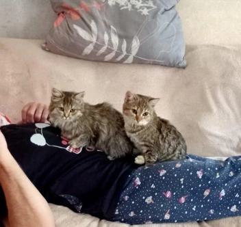 Котята были истощенные и испуганные | Источник: Предоставила Светлана