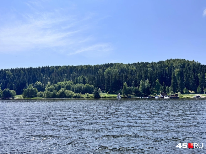 Еловый лес Плеса | Источник: Юлия Король / 45.RU