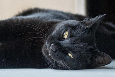 График работы ветклиник Мурманской области в выходные