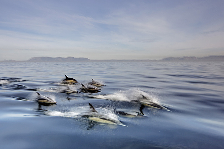 Дети моря: 8 цифр и фактов о дельфинах