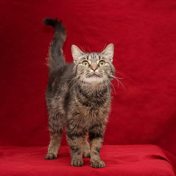 Милашка Аля | Источник: Анастасия Казакова