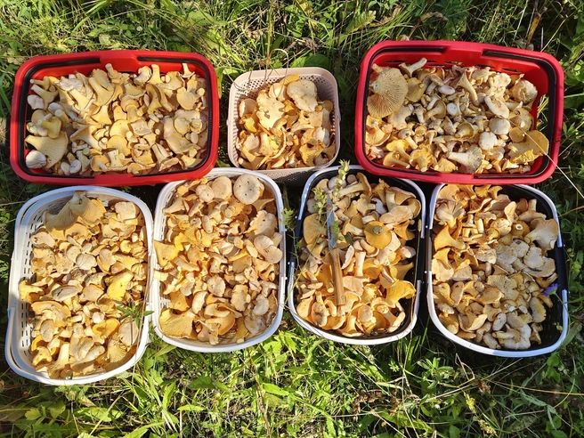 Семь корзин — улов лисичек на двоих | Источник: Елена Викторовна / «Грибы и грибники Екатеринбурга и Свердловской области» / Vk.com