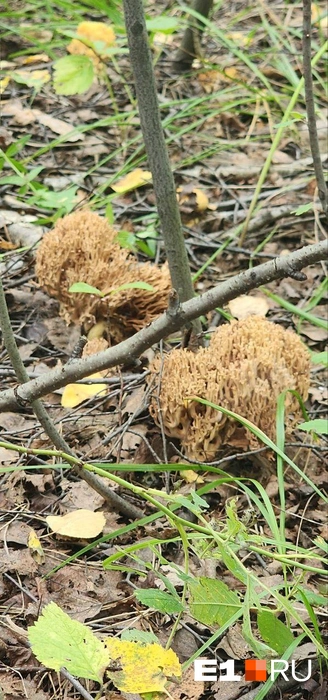 Девушка обнаружила сразу несколько редких грибов  | Источник: Читатель E1.RU 