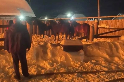 Пожар в конюшне: спасли лошадей, нашли труп