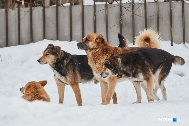 На улице Малыгина собачью стаю ловила как раз подрядная организация Анны Шаромовой | Источник: Александр Ощепков / NGS.RU