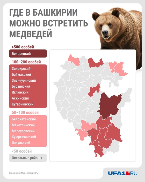 Если увидели медведя в городе или деревне, звоните 112 | Источник: Юрий Скулыбердин / Городские медиа