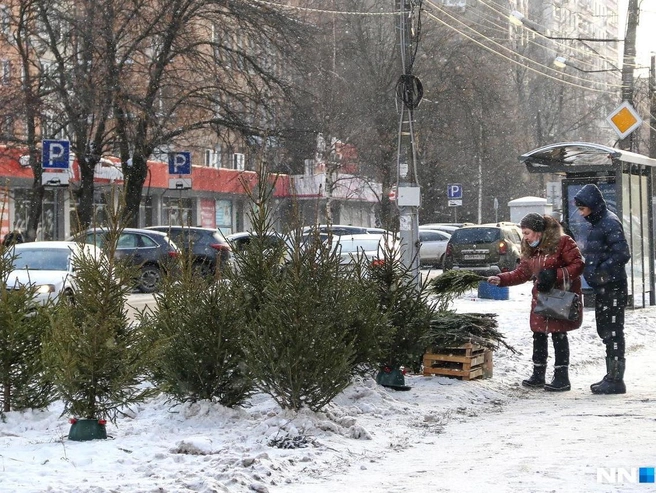 Елочные базары разместятся в различных районах Нижнего Новгорода | Источник: Наталья Бурухина / NN.RU