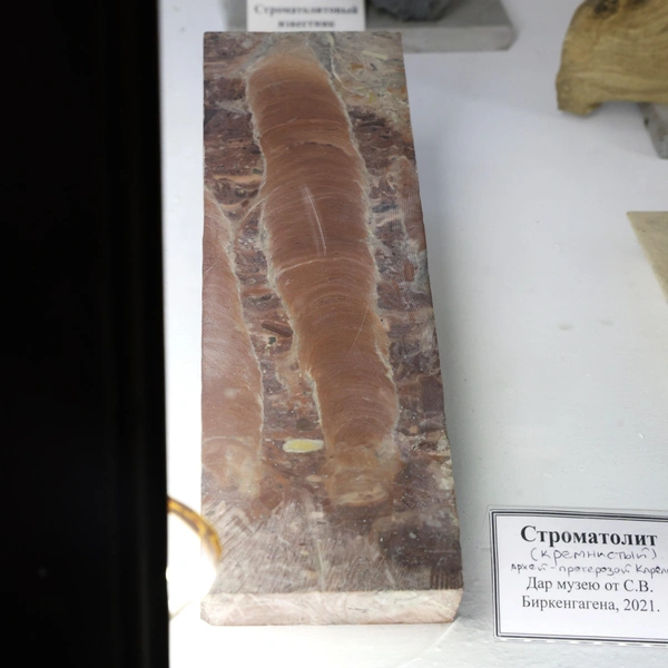 Строматолит — окаменелое образование на дне водоемов, созданное колониями древних цианобактерий | Источник: Mamontova Marina/ Fontanka.ru
