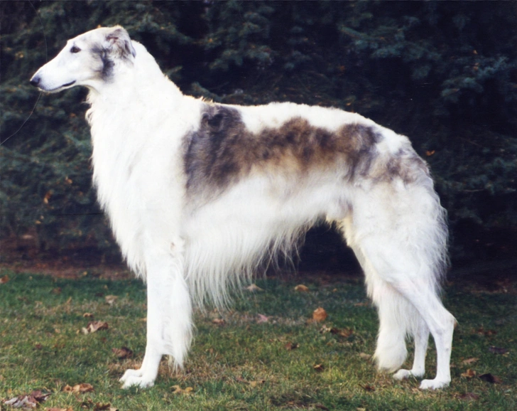 Источник: Wikimedia Commons 