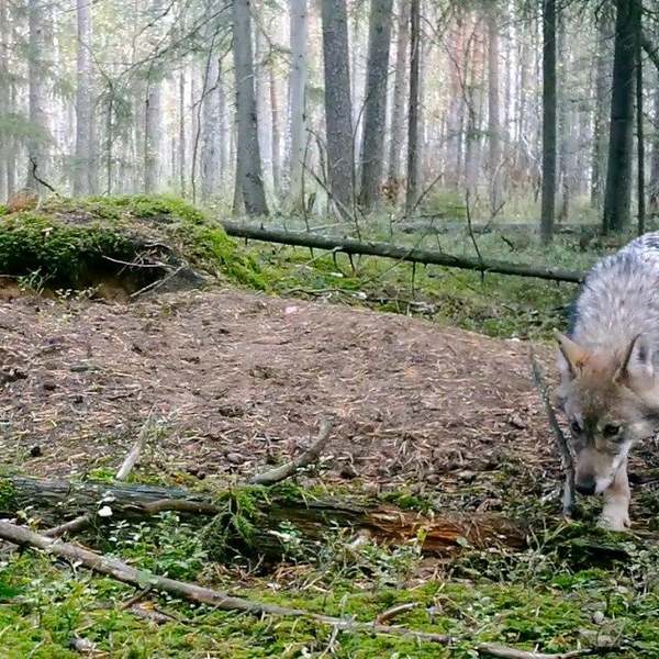 Источник: Каждой твари по паре / Телеграм