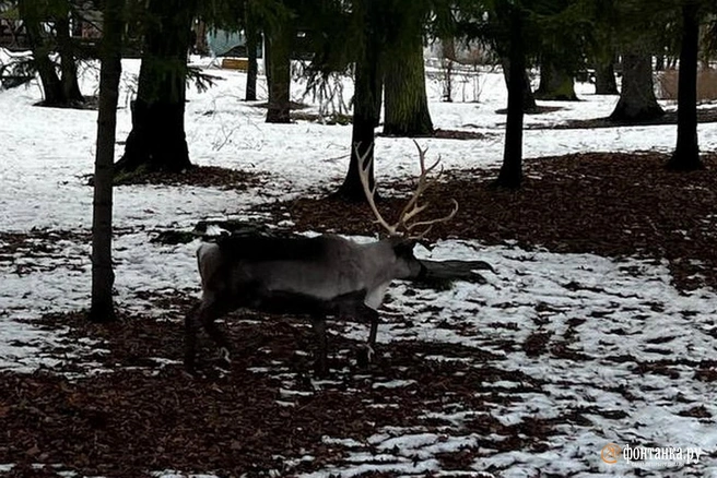 Источник: читатель «Фонтанки» Алексей
