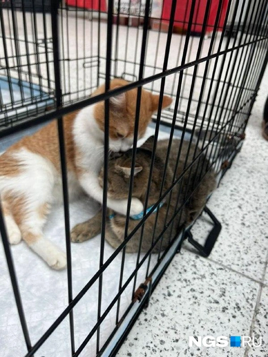 Каждый котик хотел найти любящего хозяина | Источник: Рихарда Лем / NGS.RU