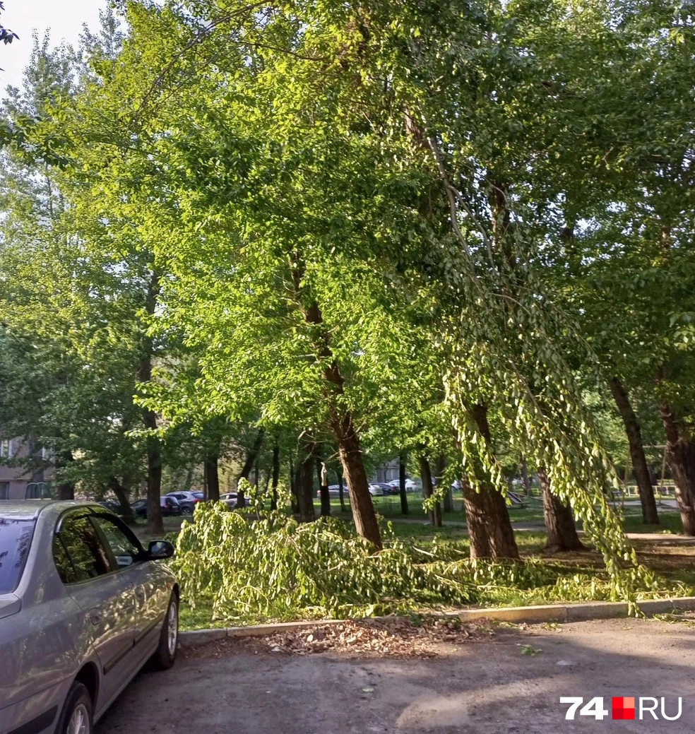 Фото от 2023 года. Надломленную ветку не могли спилить больше недели | Источник: читатель 74.RU