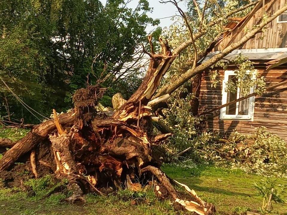 Упали десятки деревьев, обесточены территории: итоги грозы в Ярославской области