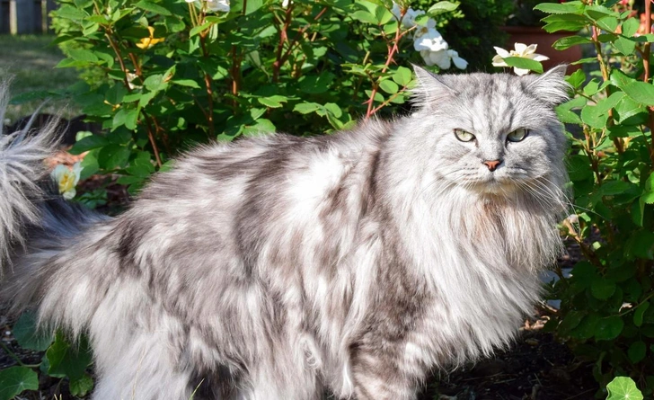 Кошка персидская шиншилла | Источник: Julie