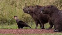 Самые смешные фото животных в дикой природе за всю историю конкурсов Nikon Comedy Wildlife Awards и Wildlife Photographer of the Year
