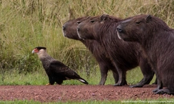 Самые смешные фото животных в дикой природе за всю историю конкурсов Nikon Comedy Wildlife Awards и Wildlife Photographer of the Year